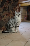 BRITISH SHORTHAIR 054